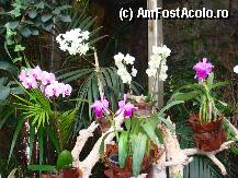 [P17] Loro Parque » foto by margareta
 - 
<span class="allrVoted glyphicon glyphicon-heart hidden" id="av15355"></span>
<a class="m-l-10 hidden" id="sv15355" onclick="voting_Foto_DelVot(,15355,405)" role="button">șterge vot <span class="glyphicon glyphicon-remove"></span></a>
<a id="v915355" class=" c-red"  onclick="voting_Foto_SetVot(15355)" role="button"><span class="glyphicon glyphicon-heart-empty"></span> <b>LIKE</b> = Votează poza</a> <img class="hidden"  id="f15355W9" src="/imagini/loader.gif" border="0" /><span class="AjErrMes hidden" id="e15355ErM"></span>