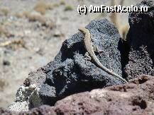 [P20] Teide » foto by margareta
 - 
<span class="allrVoted glyphicon glyphicon-heart hidden" id="av15358"></span>
<a class="m-l-10 hidden" id="sv15358" onclick="voting_Foto_DelVot(,15358,405)" role="button">șterge vot <span class="glyphicon glyphicon-remove"></span></a>
<a id="v915358" class=" c-red"  onclick="voting_Foto_SetVot(15358)" role="button"><span class="glyphicon glyphicon-heart-empty"></span> <b>LIKE</b> = Votează poza</a> <img class="hidden"  id="f15358W9" src="/imagini/loader.gif" border="0" /><span class="AjErrMes hidden" id="e15358ErM"></span>