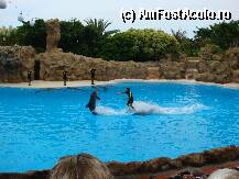 [P05] Loro Parque » foto by margareta
 - 
<span class="allrVoted glyphicon glyphicon-heart hidden" id="av15338"></span>
<a class="m-l-10 hidden" id="sv15338" onclick="voting_Foto_DelVot(,15338,405)" role="button">șterge vot <span class="glyphicon glyphicon-remove"></span></a>
<a id="v915338" class=" c-red"  onclick="voting_Foto_SetVot(15338)" role="button"><span class="glyphicon glyphicon-heart-empty"></span> <b>LIKE</b> = Votează poza</a> <img class="hidden"  id="f15338W9" src="/imagini/loader.gif" border="0" /><span class="AjErrMes hidden" id="e15338ErM"></span>