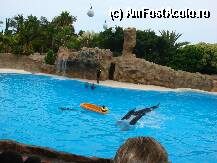 [P06] Loro Parque » foto by margareta
 - 
<span class="allrVoted glyphicon glyphicon-heart hidden" id="av15339"></span>
<a class="m-l-10 hidden" id="sv15339" onclick="voting_Foto_DelVot(,15339,405)" role="button">șterge vot <span class="glyphicon glyphicon-remove"></span></a>
<a id="v915339" class=" c-red"  onclick="voting_Foto_SetVot(15339)" role="button"><span class="glyphicon glyphicon-heart-empty"></span> <b>LIKE</b> = Votează poza</a> <img class="hidden"  id="f15339W9" src="/imagini/loader.gif" border="0" /><span class="AjErrMes hidden" id="e15339ErM"></span>