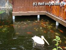 [P07] Loro Parque » foto by margareta
 - 
<span class="allrVoted glyphicon glyphicon-heart hidden" id="av15340"></span>
<a class="m-l-10 hidden" id="sv15340" onclick="voting_Foto_DelVot(,15340,405)" role="button">șterge vot <span class="glyphicon glyphicon-remove"></span></a>
<a id="v915340" class=" c-red"  onclick="voting_Foto_SetVot(15340)" role="button"><span class="glyphicon glyphicon-heart-empty"></span> <b>LIKE</b> = Votează poza</a> <img class="hidden"  id="f15340W9" src="/imagini/loader.gif" border="0" /><span class="AjErrMes hidden" id="e15340ErM"></span>
