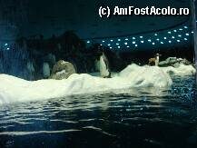 [P08] Loro Parque » foto by margareta
 - 
<span class="allrVoted glyphicon glyphicon-heart hidden" id="av15342"></span>
<a class="m-l-10 hidden" id="sv15342" onclick="voting_Foto_DelVot(,15342,405)" role="button">șterge vot <span class="glyphicon glyphicon-remove"></span></a>
<a id="v915342" class=" c-red"  onclick="voting_Foto_SetVot(15342)" role="button"><span class="glyphicon glyphicon-heart-empty"></span> <b>LIKE</b> = Votează poza</a> <img class="hidden"  id="f15342W9" src="/imagini/loader.gif" border="0" /><span class="AjErrMes hidden" id="e15342ErM"></span>
