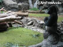 [P11] gorile din loro parque » foto by bryana
 - 
<span class="allrVoted glyphicon glyphicon-heart hidden" id="av20601"></span>
<a class="m-l-10 hidden" id="sv20601" onclick="voting_Foto_DelVot(,20601,405)" role="button">șterge vot <span class="glyphicon glyphicon-remove"></span></a>
<a id="v920601" class=" c-red"  onclick="voting_Foto_SetVot(20601)" role="button"><span class="glyphicon glyphicon-heart-empty"></span> <b>LIKE</b> = Votează poza</a> <img class="hidden"  id="f20601W9" src="/imagini/loader.gif" border="0" /><span class="AjErrMes hidden" id="e20601ErM"></span>