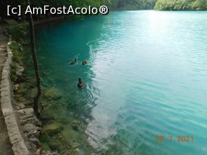 [P61] Raţe pe lacul Milanovac » foto by irinad
 - 
<span class="allrVoted glyphicon glyphicon-heart hidden" id="av1250328"></span>
<a class="m-l-10 hidden" id="sv1250328" onclick="voting_Foto_DelVot(,1250328,412)" role="button">șterge vot <span class="glyphicon glyphicon-remove"></span></a>
<a id="v91250328" class=" c-red"  onclick="voting_Foto_SetVot(1250328)" role="button"><span class="glyphicon glyphicon-heart-empty"></span> <b>LIKE</b> = Votează poza</a> <img class="hidden"  id="f1250328W9" src="/imagini/loader.gif" border="0" /><span class="AjErrMes hidden" id="e1250328ErM"></span>