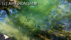 [P03] Un desen cu pești » foto by GIN2015*
 - 
<span class="allrVoted glyphicon glyphicon-heart hidden" id="av871305"></span>
<a class="m-l-10 hidden" id="sv871305" onclick="voting_Foto_DelVot(,871305,413)" role="button">șterge vot <span class="glyphicon glyphicon-remove"></span></a>
<a id="v9871305" class=" c-red"  onclick="voting_Foto_SetVot(871305)" role="button"><span class="glyphicon glyphicon-heart-empty"></span> <b>LIKE</b> = Votează poza</a> <img class="hidden"  id="f871305W9" src="/imagini/loader.gif" border="0" /><span class="AjErrMes hidden" id="e871305ErM"></span>