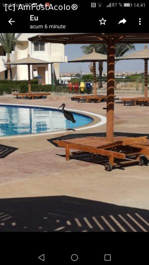 [P01] Iesire direct la piscina din cercul cel mai îndepărtat de mare, pe deal » foto by cristinaion
 - 
<span class="allrVoted glyphicon glyphicon-heart hidden" id="av1118462"></span>
<a class="m-l-10 hidden" id="sv1118462" onclick="voting_Foto_DelVot(,1118462,418)" role="button">șterge vot <span class="glyphicon glyphicon-remove"></span></a>
<a id="v91118462" class=" c-red"  onclick="voting_Foto_SetVot(1118462)" role="button"><span class="glyphicon glyphicon-heart-empty"></span> <b>LIKE</b> = Votează poza</a> <img class="hidden"  id="f1118462W9" src="/imagini/loader.gif" border="0" /><span class="AjErrMes hidden" id="e1118462ErM"></span>