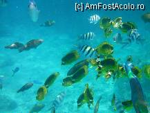 [P02] inotand printre pesti » foto by cristy1200
 - 
<span class="allrVoted glyphicon glyphicon-heart hidden" id="av222481"></span>
<a class="m-l-10 hidden" id="sv222481" onclick="voting_Foto_DelVot(,222481,418)" role="button">șterge vot <span class="glyphicon glyphicon-remove"></span></a>
<a id="v9222481" class=" c-red"  onclick="voting_Foto_SetVot(222481)" role="button"><span class="glyphicon glyphicon-heart-empty"></span> <b>LIKE</b> = Votează poza</a> <img class="hidden"  id="f222481W9" src="/imagini/loader.gif" border="0" /><span class="AjErrMes hidden" id="e222481ErM"></span>