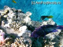 [P03] recif singular cu culori deosebite » foto by cristy1200
 - 
<span class="allrVoted glyphicon glyphicon-heart hidden" id="av222484"></span>
<a class="m-l-10 hidden" id="sv222484" onclick="voting_Foto_DelVot(,222484,418)" role="button">șterge vot <span class="glyphicon glyphicon-remove"></span></a>
<a id="v9222484" class=" c-red"  onclick="voting_Foto_SetVot(222484)" role="button"><span class="glyphicon glyphicon-heart-empty"></span> <b>LIKE</b> = Votează poza</a> <img class="hidden"  id="f222484W9" src="/imagini/loader.gif" border="0" /><span class="AjErrMes hidden" id="e222484ErM"></span>