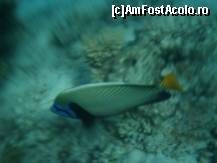 [P19]  -- <small>// FĂRĂ DESCRIERE</small> » foto by elia30
 - 
<span class="allrVoted glyphicon glyphicon-heart hidden" id="av159540"></span>
<a class="m-l-10 hidden" id="sv159540" onclick="voting_Foto_DelVot(,159540,418)" role="button">șterge vot <span class="glyphicon glyphicon-remove"></span></a>
<a id="v9159540" class=" c-red"  onclick="voting_Foto_SetVot(159540)" role="button"><span class="glyphicon glyphicon-heart-empty"></span> <b>LIKE</b> = Votează poza</a> <img class="hidden"  id="f159540W9" src="/imagini/loader.gif" border="0" /><span class="AjErrMes hidden" id="e159540ErM"></span>