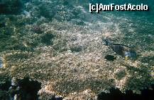 [P09]  -- <small>// FĂRĂ DESCRIERE</small> » foto by elia30
 - 
<span class="allrVoted glyphicon glyphicon-heart hidden" id="av159302"></span>
<a class="m-l-10 hidden" id="sv159302" onclick="voting_Foto_DelVot(,159302,418)" role="button">șterge vot <span class="glyphicon glyphicon-remove"></span></a>
<a id="v9159302" class=" c-red"  onclick="voting_Foto_SetVot(159302)" role="button"><span class="glyphicon glyphicon-heart-empty"></span> <b>LIKE</b> = Votează poza</a> <img class="hidden"  id="f159302W9" src="/imagini/loader.gif" border="0" /><span class="AjErrMes hidden" id="e159302ErM"></span>