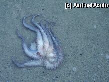 [P07] Fruct de mare » foto by Gothyk
 - 
<span class="allrVoted glyphicon glyphicon-heart hidden" id="av741"></span>
<a class="m-l-10 hidden" id="sv741" onclick="voting_Foto_DelVot(,741,438)" role="button">șterge vot <span class="glyphicon glyphicon-remove"></span></a>
<a id="v9741" class=" c-red"  onclick="voting_Foto_SetVot(741)" role="button"><span class="glyphicon glyphicon-heart-empty"></span> <b>LIKE</b> = Votează poza</a> <img class="hidden"  id="f741W9" src="/imagini/loader.gif" border="0" /><span class="AjErrMes hidden" id="e741ErM"></span>