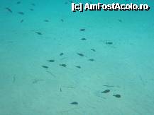 [P09] Snorkeling-ul,MINUNAT ... » foto by ralumiha
 - 
<span class="allrVoted glyphicon glyphicon-heart hidden" id="av245044"></span>
<a class="m-l-10 hidden" id="sv245044" onclick="voting_Foto_DelVot(,245044,446)" role="button">șterge vot <span class="glyphicon glyphicon-remove"></span></a>
<a id="v9245044" class=" c-red"  onclick="voting_Foto_SetVot(245044)" role="button"><span class="glyphicon glyphicon-heart-empty"></span> <b>LIKE</b> = Votează poza</a> <img class="hidden"  id="f245044W9" src="/imagini/loader.gif" border="0" /><span class="AjErrMes hidden" id="e245044ErM"></span>