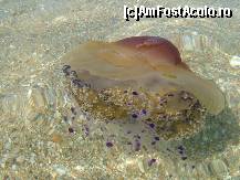 [P02] Meduza uriasa la Aristoteles Beach » foto by Andc
 - 
<span class="allrVoted glyphicon glyphicon-heart hidden" id="av32872"></span>
<a class="m-l-10 hidden" id="sv32872" onclick="voting_Foto_DelVot(,32872,446)" role="button">șterge vot <span class="glyphicon glyphicon-remove"></span></a>
<a id="v932872" class=" c-red"  onclick="voting_Foto_SetVot(32872)" role="button"><span class="glyphicon glyphicon-heart-empty"></span> <b>LIKE</b> = Votează poza</a> <img class="hidden"  id="f32872W9" src="/imagini/loader.gif" border="0" /><span class="AjErrMes hidden" id="e32872ErM"></span>