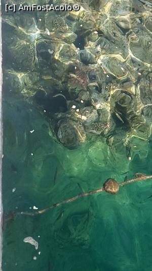 [P15] Corali » foto by soacramea13
 - 
<span class="allrVoted glyphicon glyphicon-heart hidden" id="av876583"></span>
<a class="m-l-10 hidden" id="sv876583" onclick="voting_Foto_DelVot(,876583,458)" role="button">șterge vot <span class="glyphicon glyphicon-remove"></span></a>
<a id="v9876583" class=" c-red"  onclick="voting_Foto_SetVot(876583)" role="button"><span class="glyphicon glyphicon-heart-empty"></span> <b>LIKE</b> = Votează poza</a> <img class="hidden"  id="f876583W9" src="/imagini/loader.gif" border="0" /><span class="AjErrMes hidden" id="e876583ErM"></span>