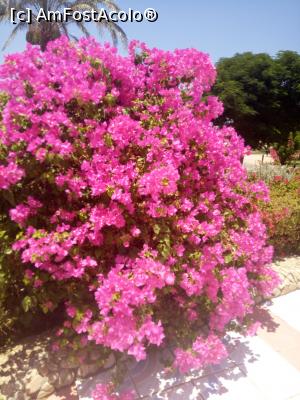 [P03]  -- <small>// FĂRĂ DESCRIERE</small> » foto by soacramea13
 - 
<span class="allrVoted glyphicon glyphicon-heart hidden" id="av876561"></span>
<a class="m-l-10 hidden" id="sv876561" onclick="voting_Foto_DelVot(,876561,458)" role="button">șterge vot <span class="glyphicon glyphicon-remove"></span></a>
<a id="v9876561" class=" c-red"  onclick="voting_Foto_SetVot(876561)" role="button"><span class="glyphicon glyphicon-heart-empty"></span> <b>LIKE</b> = Votează poza</a> <img class="hidden"  id="f876561W9" src="/imagini/loader.gif" border="0" /><span class="AjErrMes hidden" id="e876561ErM"></span>