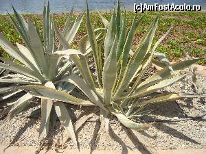 [P12] Un soi de cactus.  » foto by Giorgios
 - 
<span class="allrVoted glyphicon glyphicon-heart hidden" id="av682882"></span>
<a class="m-l-10 hidden" id="sv682882" onclick="voting_Foto_DelVot(,682882,458)" role="button">șterge vot <span class="glyphicon glyphicon-remove"></span></a>
<a id="v9682882" class=" c-red"  onclick="voting_Foto_SetVot(682882)" role="button"><span class="glyphicon glyphicon-heart-empty"></span> <b>LIKE</b> = Votează poza</a> <img class="hidden"  id="f682882W9" src="/imagini/loader.gif" border="0" /><span class="AjErrMes hidden" id="e682882ErM"></span>