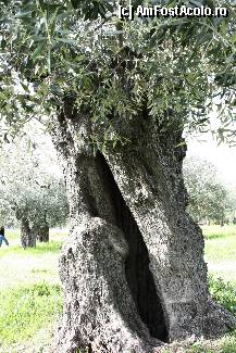 [P14] se spune ca un maslin traieste 700 - 800 de ani.
acesta cati ani o avea? » foto by amero
 - 
<span class="allrVoted glyphicon glyphicon-heart hidden" id="av311851"></span>
<a class="m-l-10 hidden" id="sv311851" onclick="voting_Foto_DelVot(,311851,460)" role="button">șterge vot <span class="glyphicon glyphicon-remove"></span></a>
<a id="v9311851" class=" c-red"  onclick="voting_Foto_SetVot(311851)" role="button"><span class="glyphicon glyphicon-heart-empty"></span> <b>LIKE</b> = Votează poza</a> <img class="hidden"  id="f311851W9" src="/imagini/loader.gif" border="0" /><span class="AjErrMes hidden" id="e311851ErM"></span>