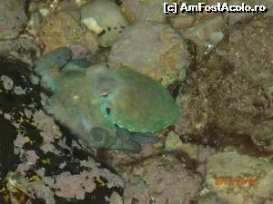 [P06] O caracatita vazuta in apa mica din portul Thassos, pe faleza.  » foto by andre cristoiu
 - 
<span class="allrVoted glyphicon glyphicon-heart hidden" id="av520356"></span>
<a class="m-l-10 hidden" id="sv520356" onclick="voting_Foto_DelVot(,520356,460)" role="button">șterge vot <span class="glyphicon glyphicon-remove"></span></a>
<a id="v9520356" class=" c-red"  onclick="voting_Foto_SetVot(520356)" role="button"><span class="glyphicon glyphicon-heart-empty"></span> <b>LIKE</b> = Votează poza</a> <img class="hidden"  id="f520356W9" src="/imagini/loader.gif" border="0" /><span class="AjErrMes hidden" id="e520356ErM"></span>