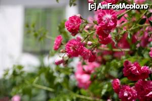 [P13] Flori, fără fete, filme, băieţi la... Panagia » foto by ariciu*
 - 
<span class="allrVoted glyphicon glyphicon-heart hidden" id="av426819"></span>
<a class="m-l-10 hidden" id="sv426819" onclick="voting_Foto_DelVot(,426819,460)" role="button">șterge vot <span class="glyphicon glyphicon-remove"></span></a>
<a id="v9426819" class=" c-red"  onclick="voting_Foto_SetVot(426819)" role="button"><span class="glyphicon glyphicon-heart-empty"></span> <b>LIKE</b> = Votează poza</a> <img class="hidden"  id="f426819W9" src="/imagini/loader.gif" border="0" /><span class="AjErrMes hidden" id="e426819ErM"></span>