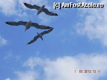 [P02] 'Cersetorii aerului' de pe ferry, ne-au incalzit sufletele cu zborul lor, insa nu s-au infruptat din bunatatile pregatite! » foto by trandafir 1970*
 - 
<span class="allrVoted glyphicon glyphicon-heart hidden" id="av140253"></span>
<a class="m-l-10 hidden" id="sv140253" onclick="voting_Foto_DelVot(,140253,460)" role="button">șterge vot <span class="glyphicon glyphicon-remove"></span></a>
<a id="v9140253" class=" c-red"  onclick="voting_Foto_SetVot(140253)" role="button"><span class="glyphicon glyphicon-heart-empty"></span> <b>LIKE</b> = Votează poza</a> <img class="hidden"  id="f140253W9" src="/imagini/loader.gif" border="0" /><span class="AjErrMes hidden" id="e140253ErM"></span>
