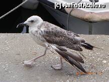 [P05] Si el e suparat ca nu mai poate sa zboare! Saracul, ramasese fara coada! » foto by trandafir 1970*
 - 
<span class="allrVoted glyphicon glyphicon-heart hidden" id="av140259"></span>
<a class="m-l-10 hidden" id="sv140259" onclick="voting_Foto_DelVot(,140259,460)" role="button">șterge vot <span class="glyphicon glyphicon-remove"></span></a>
<a id="v9140259" class=" c-red"  onclick="voting_Foto_SetVot(140259)" role="button"><span class="glyphicon glyphicon-heart-empty"></span> <b>LIKE</b> = Votează poza</a> <img class="hidden"  id="f140259W9" src="/imagini/loader.gif" border="0" /><span class="AjErrMes hidden" id="e140259ErM"></span>