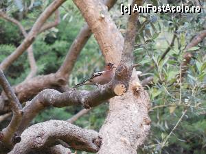[P22] cantaretii din maslini » foto by grigo*
 - 
<span class="allrVoted glyphicon glyphicon-heart hidden" id="av423166"></span>
<a class="m-l-10 hidden" id="sv423166" onclick="voting_Foto_DelVot(,423166,460)" role="button">șterge vot <span class="glyphicon glyphicon-remove"></span></a>
<a id="v9423166" class=" c-red"  onclick="voting_Foto_SetVot(423166)" role="button"><span class="glyphicon glyphicon-heart-empty"></span> <b>LIKE</b> = Votează poza</a> <img class="hidden"  id="f423166W9" src="/imagini/loader.gif" border="0" /><span class="AjErrMes hidden" id="e423166ErM"></span>