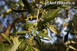 [P23] Maslinii aveau boboci » foto by grigo*
 - 
<span class="allrVoted glyphicon glyphicon-heart hidden" id="av423168"></span>
<a class="m-l-10 hidden" id="sv423168" onclick="voting_Foto_DelVot(,423168,460)" role="button">șterge vot <span class="glyphicon glyphicon-remove"></span></a>
<a id="v9423168" class=" c-red"  onclick="voting_Foto_SetVot(423168)" role="button"><span class="glyphicon glyphicon-heart-empty"></span> <b>LIKE</b> = Votează poza</a> <img class="hidden"  id="f423168W9" src="/imagini/loader.gif" border="0" /><span class="AjErrMes hidden" id="e423168ErM"></span>