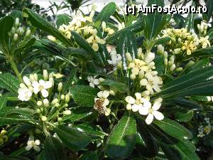 [P29] Faimoasele albine de Thassos » foto by grigo*
 - 
<span class="allrVoted glyphicon glyphicon-heart hidden" id="av423176"></span>
<a class="m-l-10 hidden" id="sv423176" onclick="voting_Foto_DelVot(,423176,460)" role="button">șterge vot <span class="glyphicon glyphicon-remove"></span></a>
<a id="v9423176" class=" c-red"  onclick="voting_Foto_SetVot(423176)" role="button"><span class="glyphicon glyphicon-heart-empty"></span> <b>LIKE</b> = Votează poza</a> <img class="hidden"  id="f423176W9" src="/imagini/loader.gif" border="0" /><span class="AjErrMes hidden" id="e423176ErM"></span>