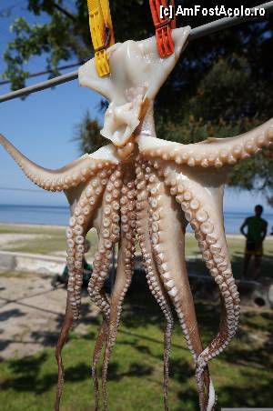 [P30] Caracatita la uscat » foto by grigo*
 - 
<span class="allrVoted glyphicon glyphicon-heart hidden" id="av423177"></span>
<a class="m-l-10 hidden" id="sv423177" onclick="voting_Foto_DelVot(,423177,460)" role="button">șterge vot <span class="glyphicon glyphicon-remove"></span></a>
<a id="v9423177" class=" c-red"  onclick="voting_Foto_SetVot(423177)" role="button"><span class="glyphicon glyphicon-heart-empty"></span> <b>LIKE</b> = Votează poza</a> <img class="hidden"  id="f423177W9" src="/imagini/loader.gif" border="0" /><span class="AjErrMes hidden" id="e423177ErM"></span>