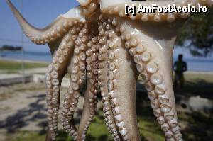 [P31] Caracatita la uscat » foto by grigo*
 - 
<span class="allrVoted glyphicon glyphicon-heart hidden" id="av423178"></span>
<a class="m-l-10 hidden" id="sv423178" onclick="voting_Foto_DelVot(,423178,460)" role="button">șterge vot <span class="glyphicon glyphicon-remove"></span></a>
<a id="v9423178" class=" c-red"  onclick="voting_Foto_SetVot(423178)" role="button"><span class="glyphicon glyphicon-heart-empty"></span> <b>LIKE</b> = Votează poza</a> <img class="hidden"  id="f423178W9" src="/imagini/loader.gif" border="0" /><span class="AjErrMes hidden" id="e423178ErM"></span>