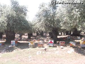 [P61] Stupi si livezi de maslini pe valea catre Maries » foto by Aurici
 - 
<span class="allrVoted glyphicon glyphicon-heart hidden" id="av625029"></span>
<a class="m-l-10 hidden" id="sv625029" onclick="voting_Foto_DelVot(,625029,460)" role="button">șterge vot <span class="glyphicon glyphicon-remove"></span></a>
<a id="v9625029" class=" c-red"  onclick="voting_Foto_SetVot(625029)" role="button"><span class="glyphicon glyphicon-heart-empty"></span> <b>LIKE</b> = Votează poza</a> <img class="hidden"  id="f625029W9" src="/imagini/loader.gif" border="0" /><span class="AjErrMes hidden" id="e625029ErM"></span>