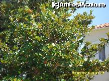 [P165] copacul cu flori albe » foto by adryana
 - 
<span class="allrVoted glyphicon glyphicon-heart hidden" id="av228764"></span>
<a class="m-l-10 hidden" id="sv228764" onclick="voting_Foto_DelVot(,228764,460)" role="button">șterge vot <span class="glyphicon glyphicon-remove"></span></a>
<a id="v9228764" class=" c-red"  onclick="voting_Foto_SetVot(228764)" role="button"><span class="glyphicon glyphicon-heart-empty"></span> <b>LIKE</b> = Votează poza</a> <img class="hidden"  id="f228764W9" src="/imagini/loader.gif" border="0" /><span class="AjErrMes hidden" id="e228764ErM"></span>