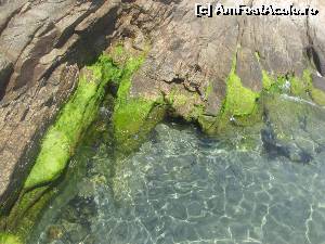 [P26] Apa e limpede dar aricii de mare nu lipsesc pe-aici » foto by dorgo
 - 
<span class="allrVoted glyphicon glyphicon-heart hidden" id="av620922"></span>
<a class="m-l-10 hidden" id="sv620922" onclick="voting_Foto_DelVot(,620922,460)" role="button">șterge vot <span class="glyphicon glyphicon-remove"></span></a>
<a id="v9620922" class=" c-red"  onclick="voting_Foto_SetVot(620922)" role="button"><span class="glyphicon glyphicon-heart-empty"></span> <b>LIKE</b> = Votează poza</a> <img class="hidden"  id="f620922W9" src="/imagini/loader.gif" border="0" /><span class="AjErrMes hidden" id="e620922ErM"></span>