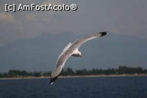 [P30] Pescarus la atac!  » foto by troutpwi
 - 
<span class="allrVoted glyphicon glyphicon-heart hidden" id="av991227"></span>
<a class="m-l-10 hidden" id="sv991227" onclick="voting_Foto_DelVot(,991227,460)" role="button">șterge vot <span class="glyphicon glyphicon-remove"></span></a>
<a id="v9991227" class=" c-red"  onclick="voting_Foto_SetVot(991227)" role="button"><span class="glyphicon glyphicon-heart-empty"></span> <b>LIKE</b> = Votează poza</a> <img class="hidden"  id="f991227W9" src="/imagini/loader.gif" border="0" /><span class="AjErrMes hidden" id="e991227ErM"></span>