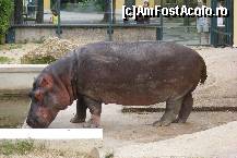 [P10] Schonbrunn - Gradina zoologica » foto by IUBONI
 - 
<span class="allrVoted glyphicon glyphicon-heart hidden" id="av92487"></span>
<a class="m-l-10 hidden" id="sv92487" onclick="voting_Foto_DelVot(,92487,461)" role="button">șterge vot <span class="glyphicon glyphicon-remove"></span></a>
<a id="v992487" class=" c-red"  onclick="voting_Foto_SetVot(92487)" role="button"><span class="glyphicon glyphicon-heart-empty"></span> <b>LIKE</b> = Votează poza</a> <img class="hidden"  id="f92487W9" src="/imagini/loader.gif" border="0" /><span class="AjErrMes hidden" id="e92487ErM"></span>