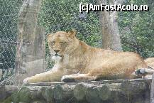 [P11] Schonbrunn - Gradina zoologica. Leul si mandria lui regala... Nu a schitat nici un gest... » foto by IUBONI
 - 
<span class="allrVoted glyphicon glyphicon-heart hidden" id="av92488"></span>
<a class="m-l-10 hidden" id="sv92488" onclick="voting_Foto_DelVot(,92488,461)" role="button">șterge vot <span class="glyphicon glyphicon-remove"></span></a>
<a id="v992488" class=" c-red"  onclick="voting_Foto_SetVot(92488)" role="button"><span class="glyphicon glyphicon-heart-empty"></span> <b>LIKE</b> = Votează poza</a> <img class="hidden"  id="f92488W9" src="/imagini/loader.gif" border="0" /><span class="AjErrMes hidden" id="e92488ErM"></span>