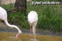 [P12] Schonbrunn - Gradina zoologica. Pasarile flamingo si inconfundabila lor culoare roz! » foto by IUBONI
 - 
<span class="allrVoted glyphicon glyphicon-heart hidden" id="av92489"></span>
<a class="m-l-10 hidden" id="sv92489" onclick="voting_Foto_DelVot(,92489,461)" role="button">șterge vot <span class="glyphicon glyphicon-remove"></span></a>
<a id="v992489" class=" c-red"  onclick="voting_Foto_SetVot(92489)" role="button"><span class="glyphicon glyphicon-heart-empty"></span> <b>LIKE</b> = Votează poza</a> <img class="hidden"  id="f92489W9" src="/imagini/loader.gif" border="0" /><span class="AjErrMes hidden" id="e92489ErM"></span>