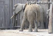 [P14] Schonbrunn - Gradina zoologica. O parte dintre elefanti... Aveau si pui... » foto by IUBONI
 - 
<span class="allrVoted glyphicon glyphicon-heart hidden" id="av92491"></span>
<a class="m-l-10 hidden" id="sv92491" onclick="voting_Foto_DelVot(,92491,461)" role="button">șterge vot <span class="glyphicon glyphicon-remove"></span></a>
<a id="v992491" class=" c-red"  onclick="voting_Foto_SetVot(92491)" role="button"><span class="glyphicon glyphicon-heart-empty"></span> <b>LIKE</b> = Votează poza</a> <img class="hidden"  id="f92491W9" src="/imagini/loader.gif" border="0" /><span class="AjErrMes hidden" id="e92491ErM"></span>