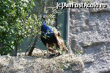 [P17] Schonbrunn - Gradina zoologica. Un paun superb, care la un moment dat se plimba gratios si liber printre vizitatori. » foto by IUBONI
 - 
<span class="allrVoted glyphicon glyphicon-heart hidden" id="av92495"></span>
<a class="m-l-10 hidden" id="sv92495" onclick="voting_Foto_DelVot(,92495,461)" role="button">șterge vot <span class="glyphicon glyphicon-remove"></span></a>
<a id="v992495" class=" c-red"  onclick="voting_Foto_SetVot(92495)" role="button"><span class="glyphicon glyphicon-heart-empty"></span> <b>LIKE</b> = Votează poza</a> <img class="hidden"  id="f92495W9" src="/imagini/loader.gif" border="0" /><span class="AjErrMes hidden" id="e92495ErM"></span>