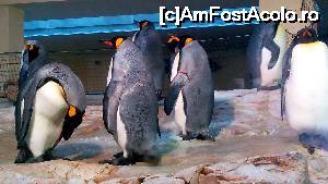 [P05] Pinguini la zoo » foto by noi doi
 - 
<span class="allrVoted glyphicon glyphicon-heart hidden" id="av703712"></span>
<a class="m-l-10 hidden" id="sv703712" onclick="voting_Foto_DelVot(,703712,461)" role="button">șterge vot <span class="glyphicon glyphicon-remove"></span></a>
<a id="v9703712" class=" c-red"  onclick="voting_Foto_SetVot(703712)" role="button"><span class="glyphicon glyphicon-heart-empty"></span> <b>LIKE</b> = Votează poza</a> <img class="hidden"  id="f703712W9" src="/imagini/loader.gif" border="0" /><span class="AjErrMes hidden" id="e703712ErM"></span>