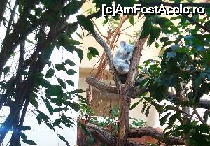[P06] Ursulet koala dormind » foto by noi doi
 - 
<span class="allrVoted glyphicon glyphicon-heart hidden" id="av703713"></span>
<a class="m-l-10 hidden" id="sv703713" onclick="voting_Foto_DelVot(,703713,461)" role="button">șterge vot <span class="glyphicon glyphicon-remove"></span></a>
<a id="v9703713" class=" c-red"  onclick="voting_Foto_SetVot(703713)" role="button"><span class="glyphicon glyphicon-heart-empty"></span> <b>LIKE</b> = Votează poza</a> <img class="hidden"  id="f703713W9" src="/imagini/loader.gif" border="0" /><span class="AjErrMes hidden" id="e703713ErM"></span>