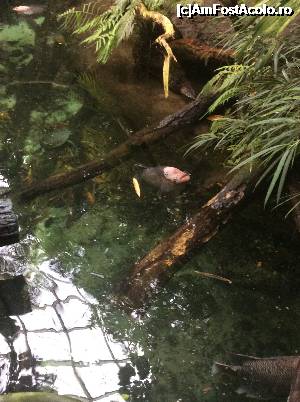 [P24] Schonbrunn - gradina zoologica, zona tropicala » foto by mishu
 - 
<span class="allrVoted glyphicon glyphicon-heart hidden" id="av702522"></span>
<a class="m-l-10 hidden" id="sv702522" onclick="voting_Foto_DelVot(,702522,461)" role="button">șterge vot <span class="glyphicon glyphicon-remove"></span></a>
<a id="v9702522" class=" c-red"  onclick="voting_Foto_SetVot(702522)" role="button"><span class="glyphicon glyphicon-heart-empty"></span> <b>LIKE</b> = Votează poza</a> <img class="hidden"  id="f702522W9" src="/imagini/loader.gif" border="0" /><span class="AjErrMes hidden" id="e702522ErM"></span>