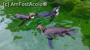 [P10] pinguinii in gradina zoo » foto by 1210andrei
 - 
<span class="allrVoted glyphicon glyphicon-heart hidden" id="av770140"></span>
<a class="m-l-10 hidden" id="sv770140" onclick="voting_Foto_DelVot(,770140,461)" role="button">șterge vot <span class="glyphicon glyphicon-remove"></span></a>
<a id="v9770140" class=" c-red"  onclick="voting_Foto_SetVot(770140)" role="button"><span class="glyphicon glyphicon-heart-empty"></span> <b>LIKE</b> = Votează poza</a> <img class="hidden"  id="f770140W9" src="/imagini/loader.gif" border="0" /><span class="AjErrMes hidden" id="e770140ErM"></span>
