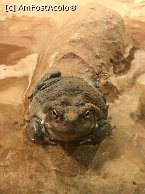 [P11] Haus des Meeres Zoo » foto by Anduise
 - 
<span class="allrVoted glyphicon glyphicon-heart hidden" id="av1098581"></span>
<a class="m-l-10 hidden" id="sv1098581" onclick="voting_Foto_DelVot(,1098581,461)" role="button">șterge vot <span class="glyphicon glyphicon-remove"></span></a>
<a id="v91098581" class=" c-red"  onclick="voting_Foto_SetVot(1098581)" role="button"><span class="glyphicon glyphicon-heart-empty"></span> <b>LIKE</b> = Votează poza</a> <img class="hidden"  id="f1098581W9" src="/imagini/loader.gif" border="0" /><span class="AjErrMes hidden" id="e1098581ErM"></span>
