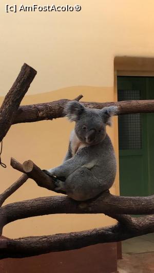 [P22] Zoo Vienna Schönbrunn » foto by Anduise
 - 
<span class="allrVoted glyphicon glyphicon-heart hidden" id="av1098605"></span>
<a class="m-l-10 hidden" id="sv1098605" onclick="voting_Foto_DelVot(,1098605,461)" role="button">șterge vot <span class="glyphicon glyphicon-remove"></span></a>
<a id="v91098605" class=" c-red"  onclick="voting_Foto_SetVot(1098605)" role="button"><span class="glyphicon glyphicon-heart-empty"></span> <b>LIKE</b> = Votează poza</a> <img class="hidden"  id="f1098605W9" src="/imagini/loader.gif" border="0" /><span class="AjErrMes hidden" id="e1098605ErM"></span>