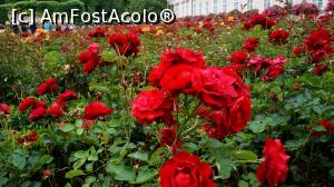 [P11] Rozariul » foto by GIN2015*
 - 
<span class="allrVoted glyphicon glyphicon-heart hidden" id="av806031"></span>
<a class="m-l-10 hidden" id="sv806031" onclick="voting_Foto_DelVot(,806031,464)" role="button">șterge vot <span class="glyphicon glyphicon-remove"></span></a>
<a id="v9806031" class=" c-red"  onclick="voting_Foto_SetVot(806031)" role="button"><span class="glyphicon glyphicon-heart-empty"></span> <b>LIKE</b> = Votează poza</a> <img class="hidden"  id="f806031W9" src="/imagini/loader.gif" border="0" /><span class="AjErrMes hidden" id="e806031ErM"></span>