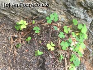 [P48] Nu am gasit trifoi cu patru foi, dar consider ca am avut noroc » foto by mishu
 - 
<span class="allrVoted glyphicon glyphicon-heart hidden" id="av992911"></span>
<a class="m-l-10 hidden" id="sv992911" onclick="voting_Foto_DelVot(,992911,465)" role="button">șterge vot <span class="glyphicon glyphicon-remove"></span></a>
<a id="v9992911" class=" c-red"  onclick="voting_Foto_SetVot(992911)" role="button"><span class="glyphicon glyphicon-heart-empty"></span> <b>LIKE</b> = Votează poza</a> <img class="hidden"  id="f992911W9" src="/imagini/loader.gif" border="0" /><span class="AjErrMes hidden" id="e992911ErM"></span>