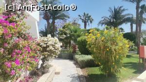 [P15] Gradina de la Grand Hotel Hurghada, e chiar langa plaja » foto by dorgo
 - 
<span class="allrVoted glyphicon glyphicon-heart hidden" id="av1364296"></span>
<a class="m-l-10 hidden" id="sv1364296" onclick="voting_Foto_DelVot(,1364296,469)" role="button">șterge vot <span class="glyphicon glyphicon-remove"></span></a>
<a id="v91364296" class=" c-red"  onclick="voting_Foto_SetVot(1364296)" role="button"><span class="glyphicon glyphicon-heart-empty"></span> <b>LIKE</b> = Votează poza</a> <img class="hidden"  id="f1364296W9" src="/imagini/loader.gif" border="0" /><span class="AjErrMes hidden" id="e1364296ErM"></span>