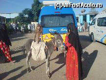 [P10] la popasul dintre safaga si quena » foto by rtoma
 - 
<span class="allrVoted glyphicon glyphicon-heart hidden" id="av62140"></span>
<a class="m-l-10 hidden" id="sv62140" onclick="voting_Foto_DelVot(,62140,472)" role="button">șterge vot <span class="glyphicon glyphicon-remove"></span></a>
<a id="v962140" class=" c-red"  onclick="voting_Foto_SetVot(62140)" role="button"><span class="glyphicon glyphicon-heart-empty"></span> <b>LIKE</b> = Votează poza</a> <img class="hidden"  id="f62140W9" src="/imagini/loader.gif" border="0" /><span class="AjErrMes hidden" id="e62140ErM"></span>