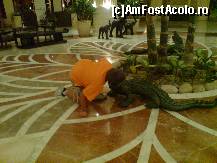 [P11] crocodil dresat » foto by rtoma
 - 
<span class="allrVoted glyphicon glyphicon-heart hidden" id="av62141"></span>
<a class="m-l-10 hidden" id="sv62141" onclick="voting_Foto_DelVot(,62141,472)" role="button">șterge vot <span class="glyphicon glyphicon-remove"></span></a>
<a id="v962141" class=" c-red"  onclick="voting_Foto_SetVot(62141)" role="button"><span class="glyphicon glyphicon-heart-empty"></span> <b>LIKE</b> = Votează poza</a> <img class="hidden"  id="f62141W9" src="/imagini/loader.gif" border="0" /><span class="AjErrMes hidden" id="e62141ErM"></span>